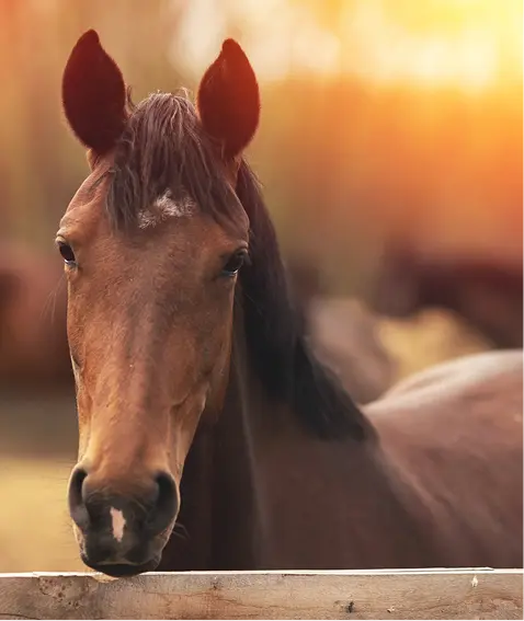 Vista de la naturaleza