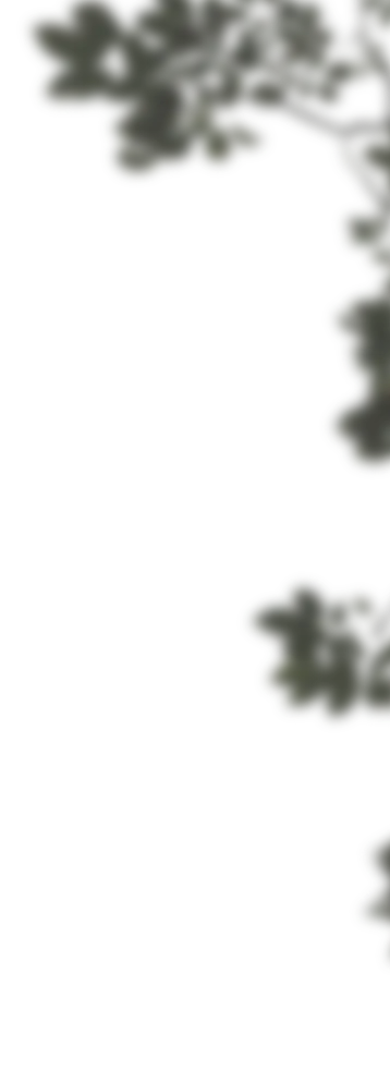 Leaves shadow border